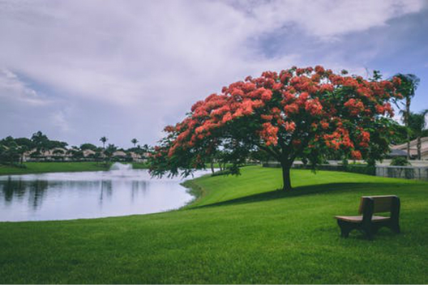 写风景的作文【多篇】